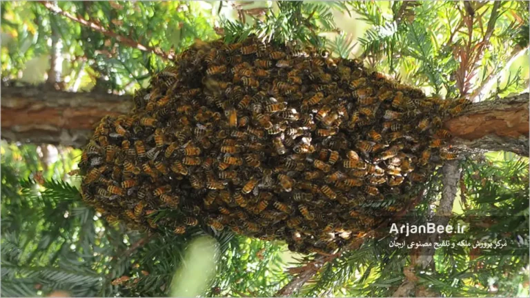 بچه دهی کلنی های زنبور عسل