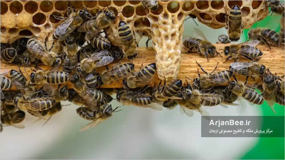 کلنی زنبور در حال ساخت سلول ملکه‌ی جدید برای جایگزینی ملکه‌ی کشته‌شده.