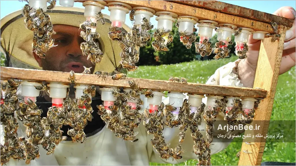 بررسی پیوند های ملکه