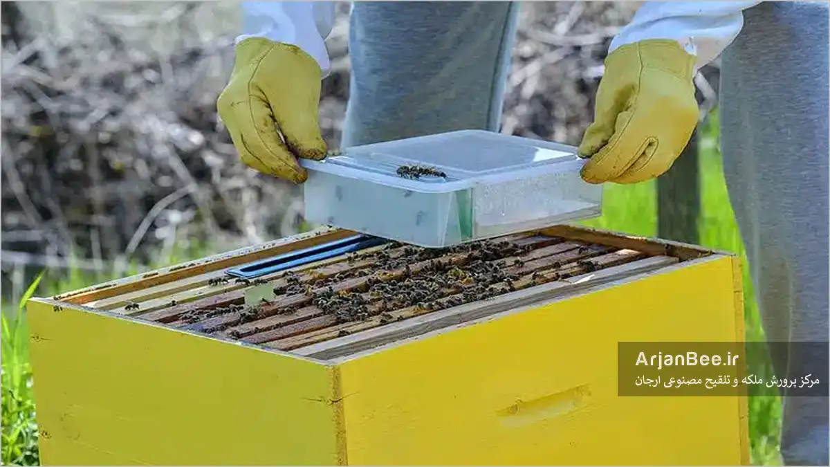 نقش شکر و شربت در تغذیه زنبورهای عسل
