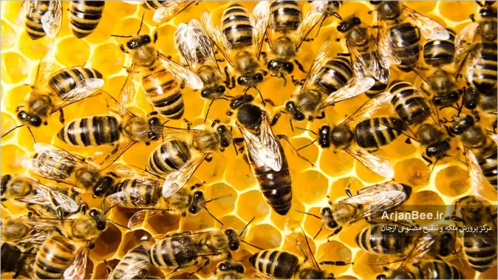 ملکه زنبور عسل