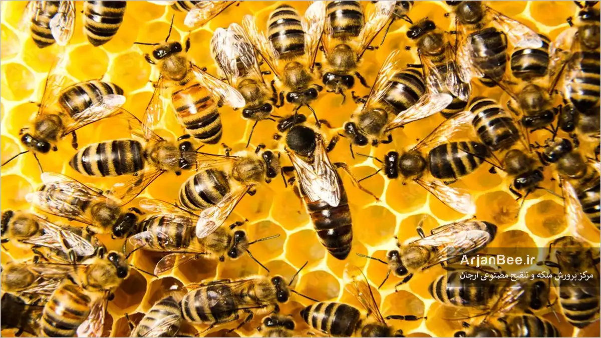 ملکه زنبور عسل