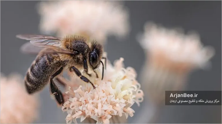 گرفتن شهد گل بوسیله زنبور کارگر