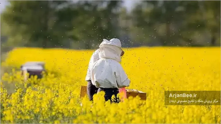 کلزا یکی از تامین کننده های نیاز غذایی زنبور عسل