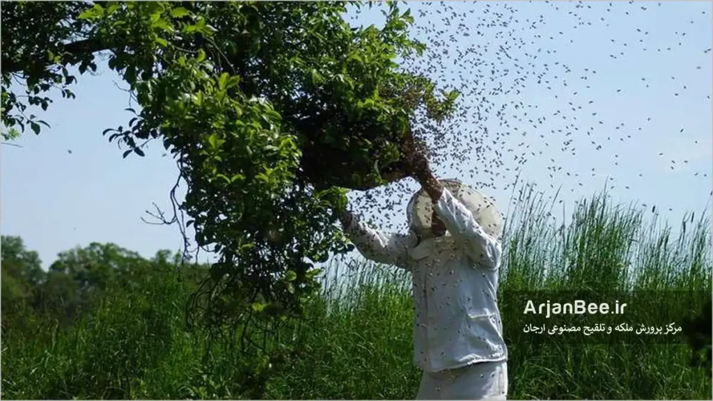 جمع آوری بچه کندوی زنبور عسل