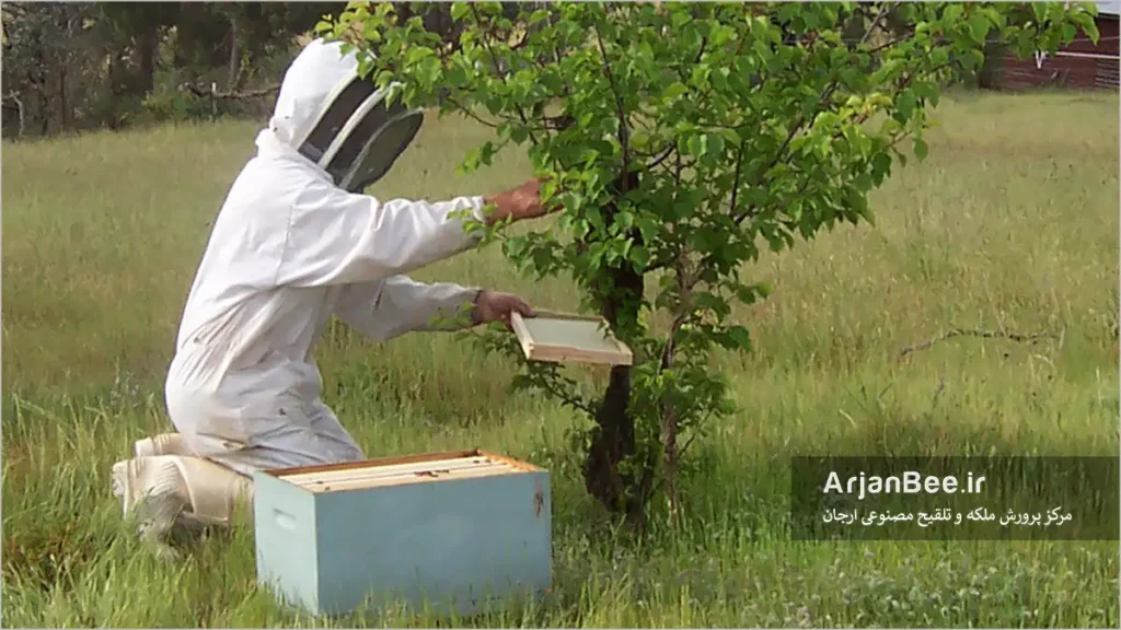 گرفتن بچه کندو از روی درخت 