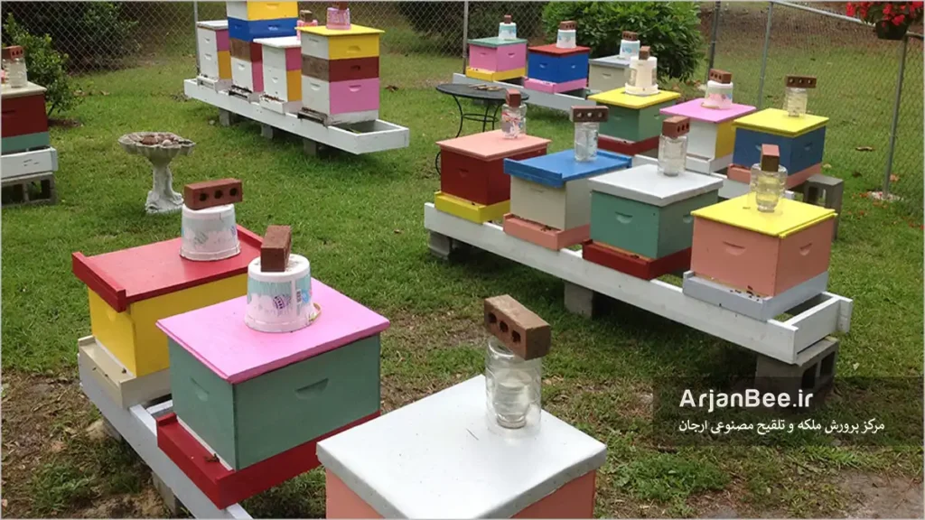 كندوچه های باروری ملکه