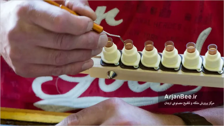 پيوند زدن لاروها برای تکثیر ملکه