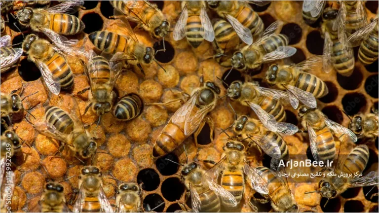 ملکه زنبور عسل