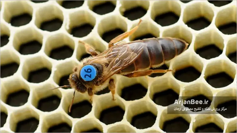 پلاک کردن ملکه