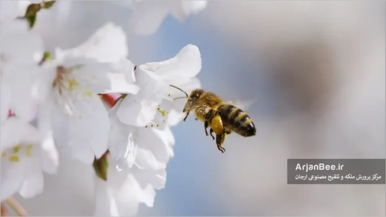گرده افشانی زنبور عسل بر روی گل ها