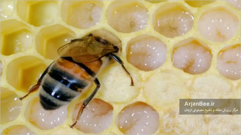 زنبورعسل در حال تغذیه لارو در کندو