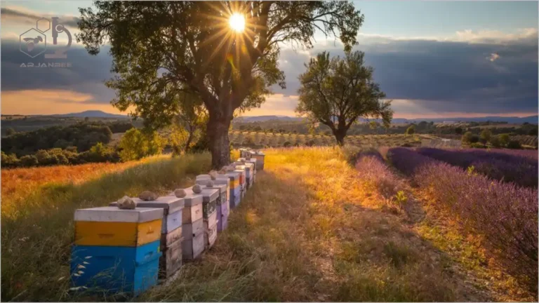 چینش زنبورها در زنبورستان
