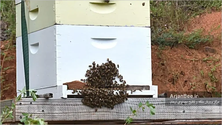 رفتار یسه بستن یا بیردینگ «Bee Bearding» در زنبورهای عسل
