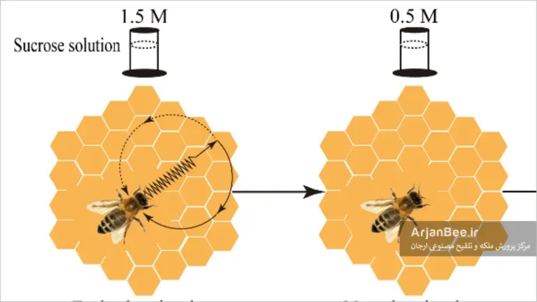 زبان رقص زنبور عسل