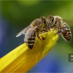 تروفالاکسیس کارگر با کارگر