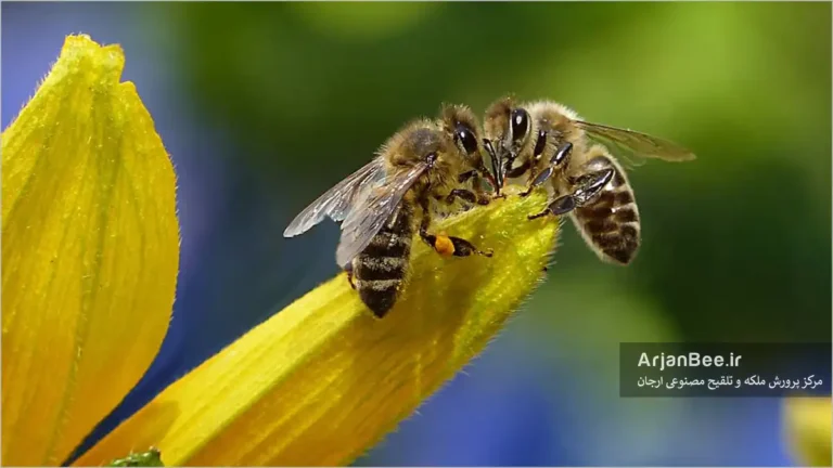 تروفالاکسیس کارگر با کارگر