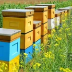 ردیفی از کندوهای زنبور عسل به رنگ‌های زرد، آبی و سفید در کنار مزرعه‌ای پر از گل‌های زرد.
