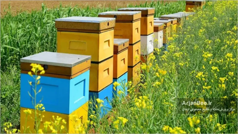 ردیفی از کندوهای زنبور عسل به رنگ‌های زرد، آبی و سفید در کنار مزرعه‌ای پر از گل‌های زرد.