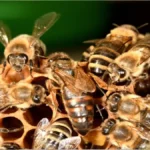 پرواز جفتگیری ملکه زنبور عسل چیست؟ 5 ملکهای در میان سایر زنبورها. برای بهترین نتیجه، بهتر است بالهای ملکه را دستنخورده بگذارید.