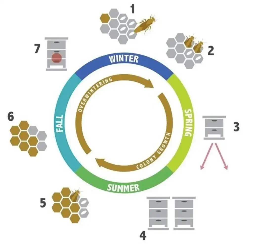 چرخهٔ زندگی کلنی زنبور عسل