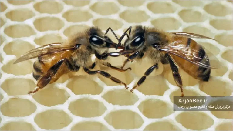 تبادل غذا بین زنبورهای کارگر (تروفالاکسیس)