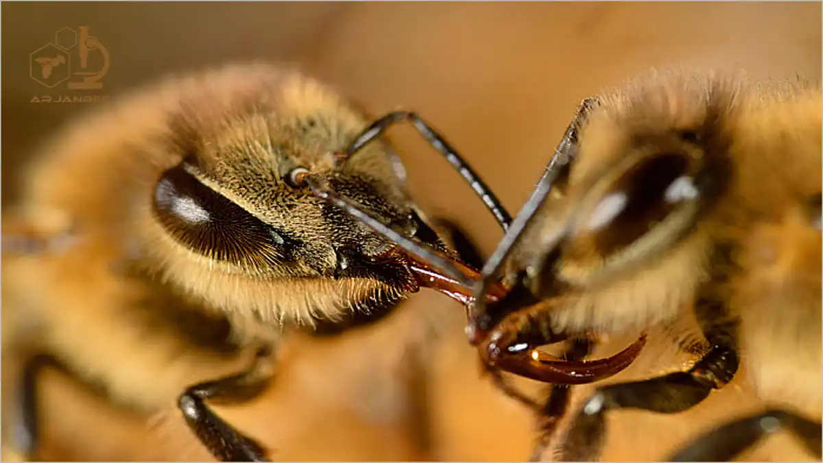 تروفالاکسیس و ارتباطات زنبورهای عسل