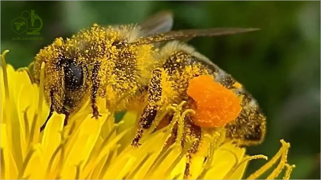 بررسی فرآیند گرده افشانی گیاهان 3 نقش موها و پرزهای بدن زنبورها