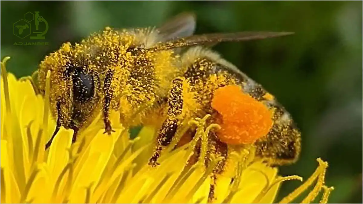 نیازهای تغذیه‌ای زنبور عسل