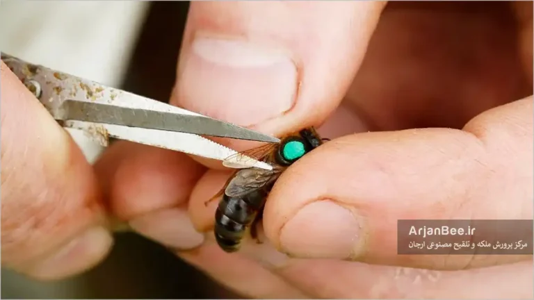 قیچی کردن بال ملکه زنبور عسل