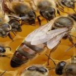 تأثیر بیماریها بر سلامت و کیفیت ملکه زنبور عسل 3 ملکه زنبور عسل