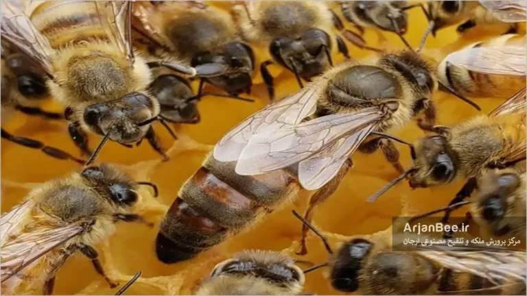 ملکه زنبور عسل