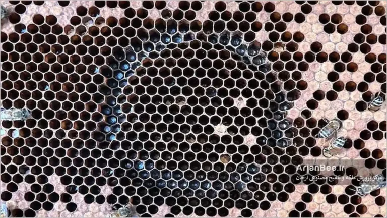 آزمون انجماد برای تشخیص رفتار بهداشتی زنبورهای عسل و مقاومت در برابر کنه واروآ