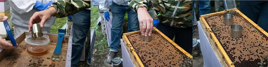 چپ – فروبردن حلقه در عسل؛ وسط – قرار دادن حلقه در نوزاد؛ راست – دو حلقه قرارگرفته در قاب نوزاد.