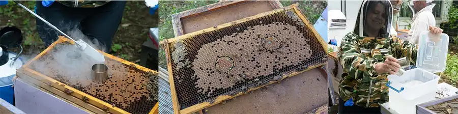 چپ – ریختن نیتروژن در حلقه؛ وسط – نوزاد یخ‌زده پس از برداشتن حلقه‌ها؛ راست – ضدعفونی حلقه‌ها پس از استفاده.