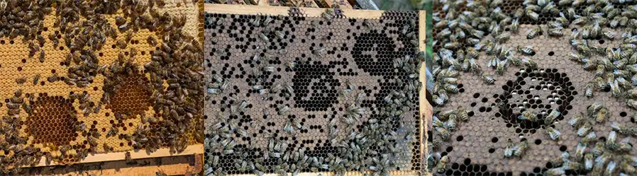 چپ – تمام نوزادها حذف شده‌اند (امتیاز ۱۰۰٪)؛ وسط – نیمی از نوزادها حذف شده‌اند (امتیاز ۵۰٪)؛ راست – کمتر از نیمی از نوزادها حذف شده‌اند (امتیاز ضعیف).