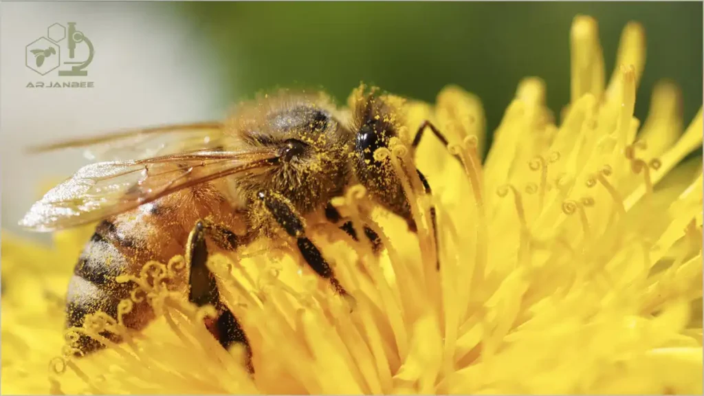 جمع آوری گرده گل توسط زنبور عسل