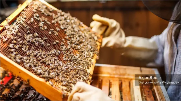 بازدید و بررسی زنبوردار از کندو