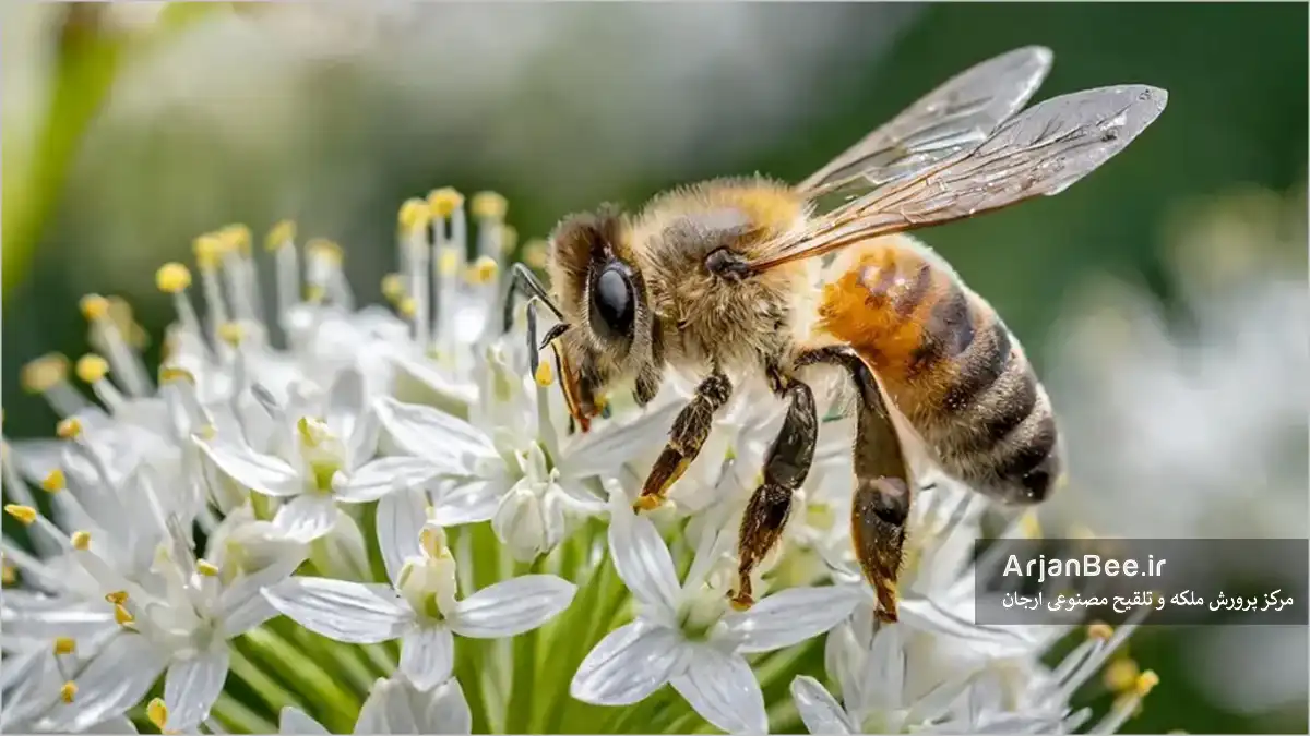گرده افشانی زنبور عسل بر روی گل ها