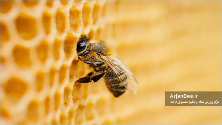 زنبورعسل در حال تغذیه لارو در کندو