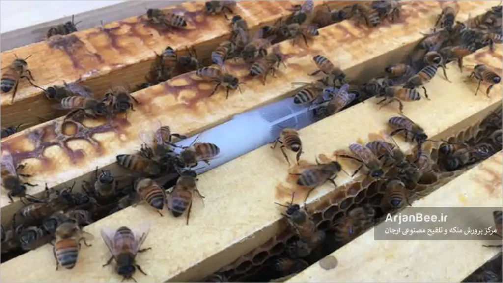 معرفی ملکه به کلنی