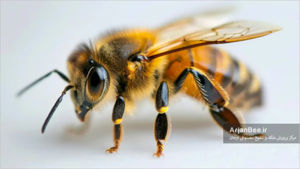 پاهای زنبور عسل کارگر