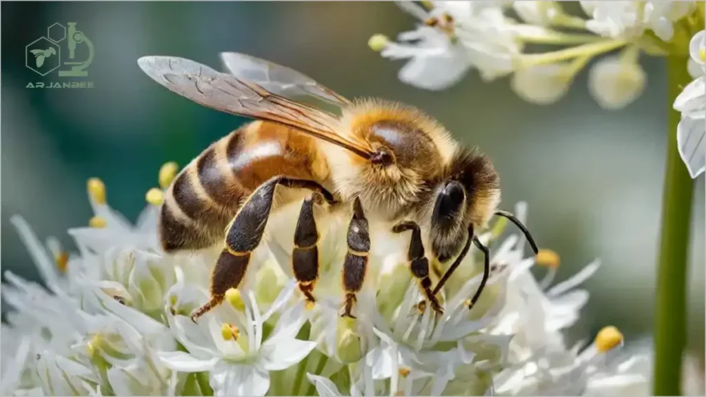 بررسی فرآیند گرده افشانی گیاهان 2