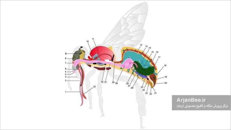 تشریح آناتومی زنبور عسل