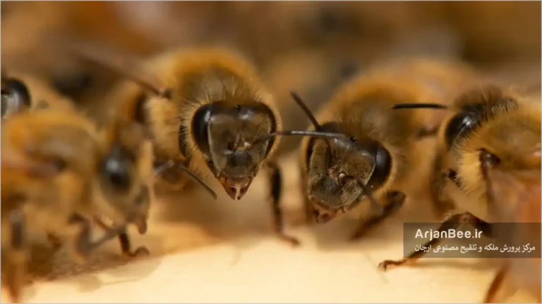 ارتباطات زنبورهای عسل