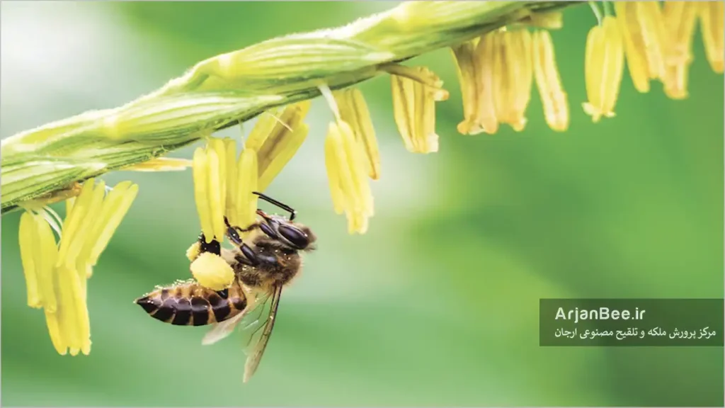 عکس زنبور عسل روی ذرت