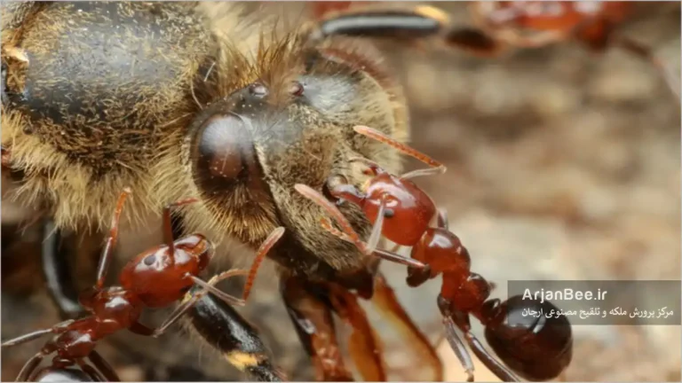 حمله مورچه ها به زنبورهای عسل