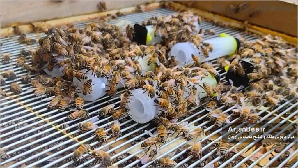 ملکه های زنبور عسل