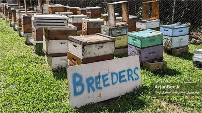 برنامه‌های اصلاح نژاد در زنبور عسل