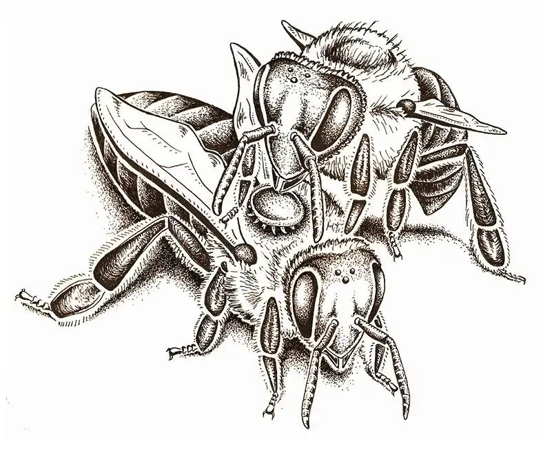 رفتار دگر‌آراستگی